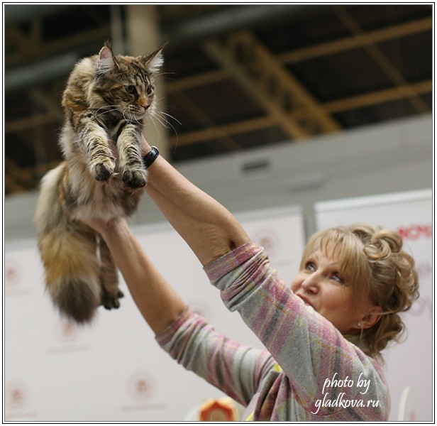 Rainbow XXXL*RUS, Бомонд кошек - 2015, VICTORY