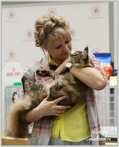 Rainbow XXXL*RUS, Бомонд кошек - 2015, VICTORY