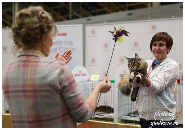 Rainbow XXXL*RUS, Бомонд кошек - 2015, VICTORY