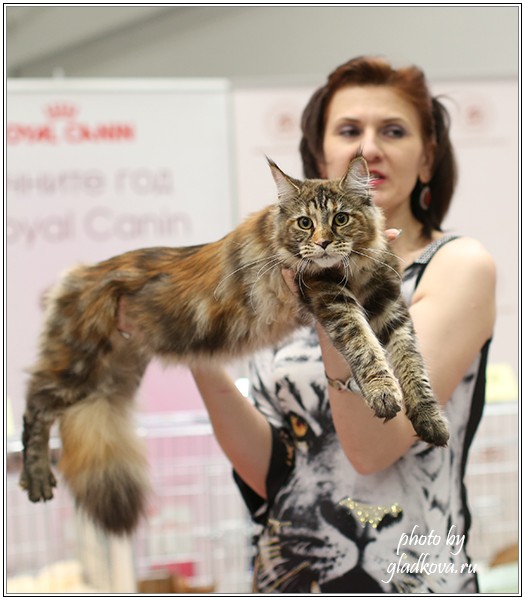 Rainbow XXXL*RUS, Бомонд кошек - 2015, VICTORY