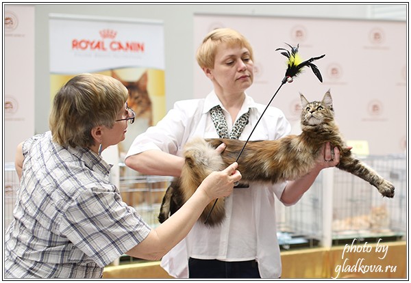 Rainbow XXXL*RUS, Бомонд кошек - 2015, VICTORY