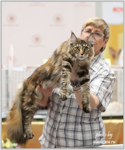 Rainbow XXXL*RUS, Бомонд кошек - 2015, VICTORY