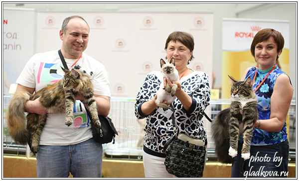 Rainbow XXXL*RUS, Бомонд кошек - 2015, VICTORY