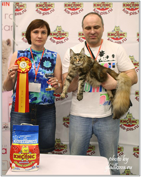 Rainbow XXXL*RUS, Бомонд кошек - 2015, VICTORY