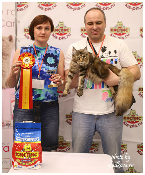 Rainbow XXXL*RUS, Бомонд кошек - 2015, VICTORY