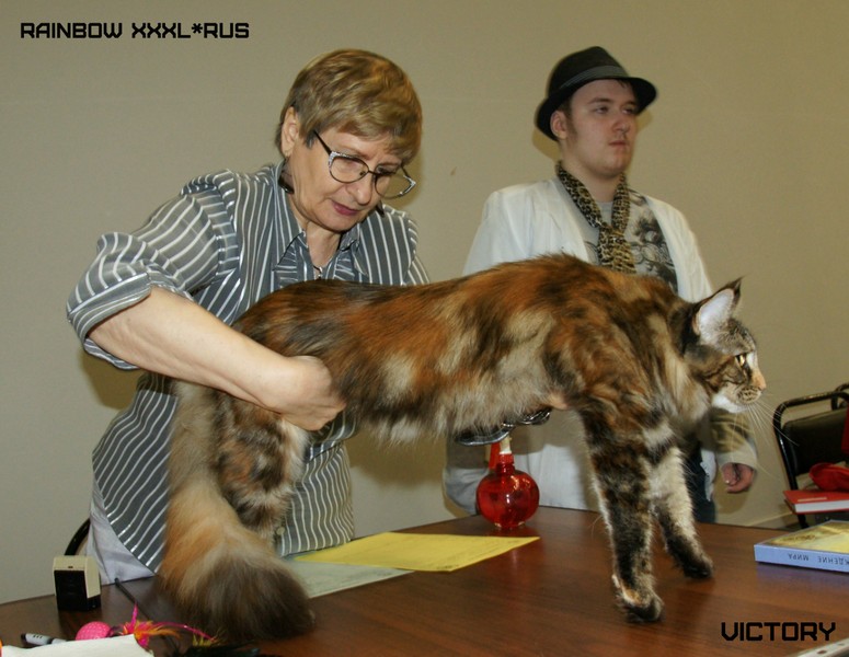 Rainbow XXXL*RUS, Бомонд кошек - 2015, VICTORY