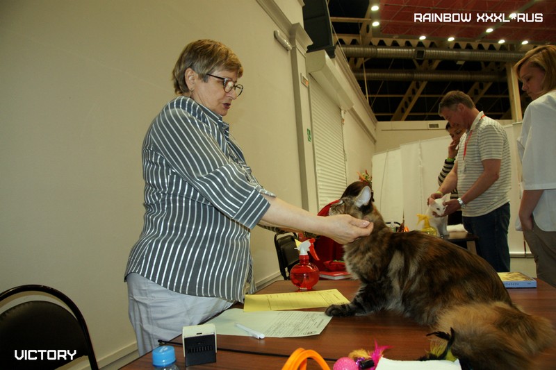 Rainbow XXXL*RUS, Бомонд кошек - 2015, VICTORY