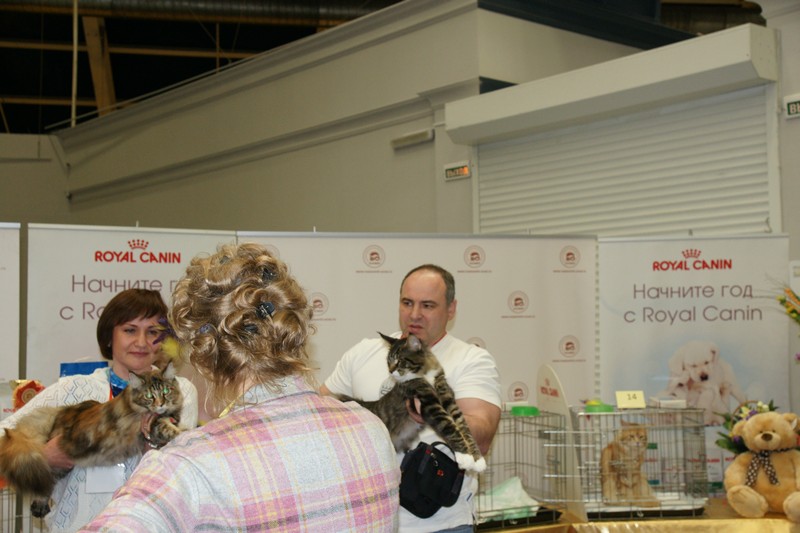 Rainbow XXXL*RUS, Бомонд кошек - 2015, VICTORY