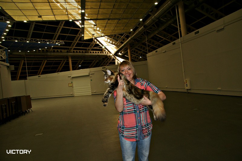 Rainbow XXXL*RUS, Бомонд кошек - 2015, VICTORY