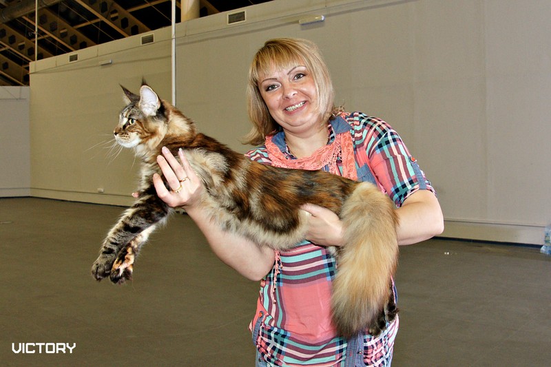 Rainbow XXXL*RUS, Бомонд кошек - 2015, VICTORY