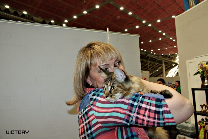 Rainbow XXXL*RUS, Бомонд кошек - 2015, VICTORY