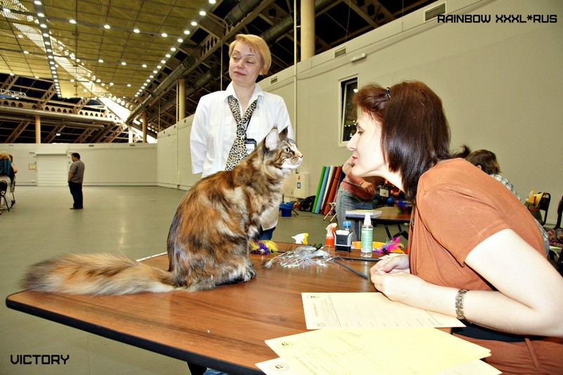 Rainbow XXXL*RUS, Бомонд кошек - 2015, VICTORY