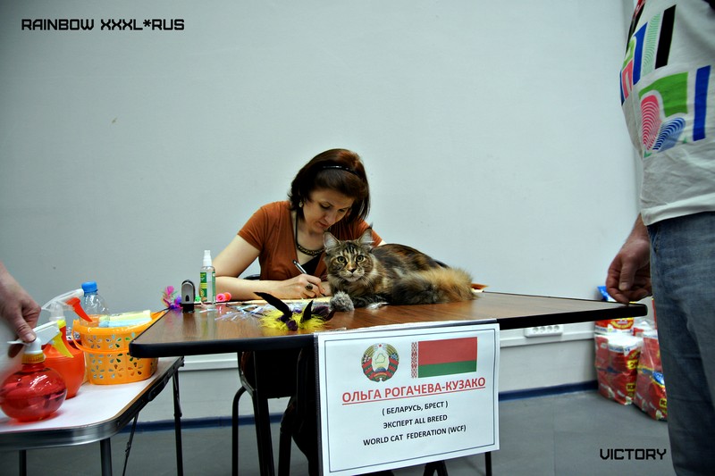 Rainbow XXXL*RUS, Бомонд кошек - 2015, VICTORY