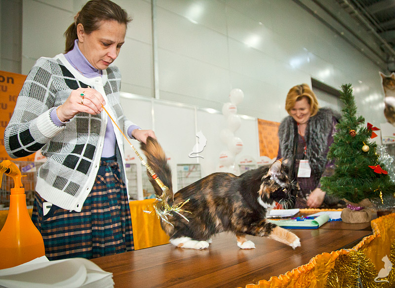 Йоко, VICTORY, Содружество-Grand Prix Royal Canin, 2014