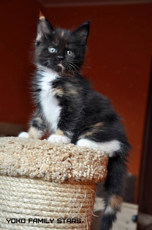 Yoko Family Stars, VICTORY