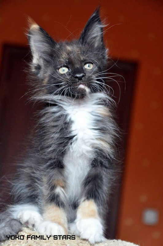 Yoko Family Stars, VICTORY