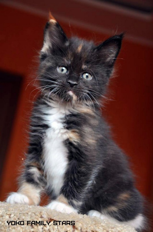 Yoko Family Stars, VICTORY