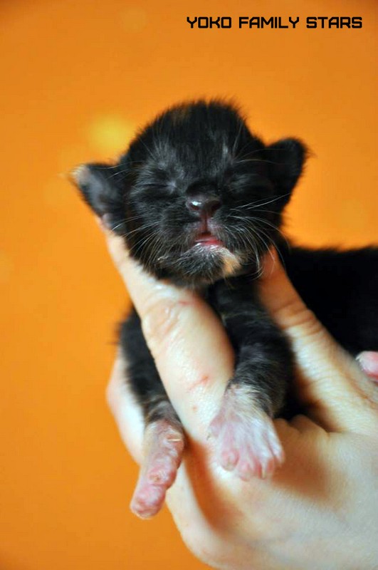 Yoko Family Stars, VICTORY