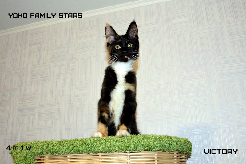 Yoko Family Stars, VICTORY