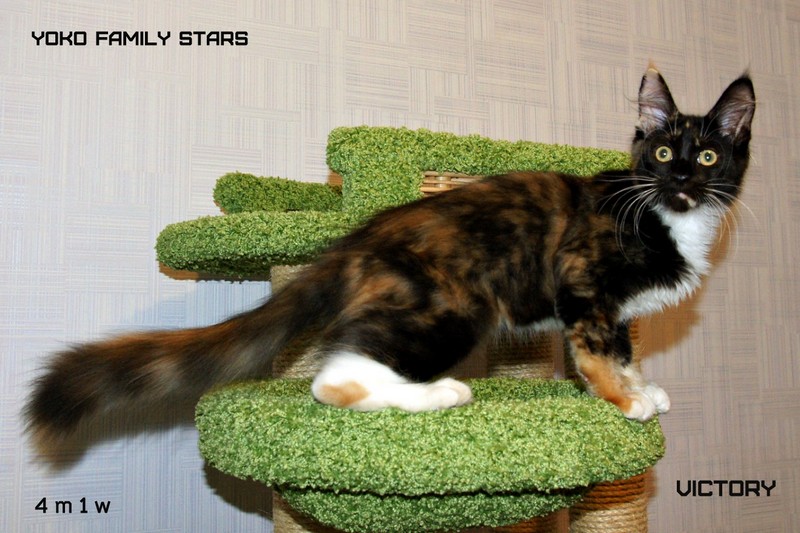 Yoko Family Stars, VICTORY