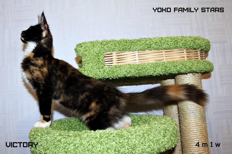 Yoko Family Stars, VICTORY