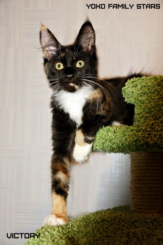 Yoko Family Stars, VICTORY