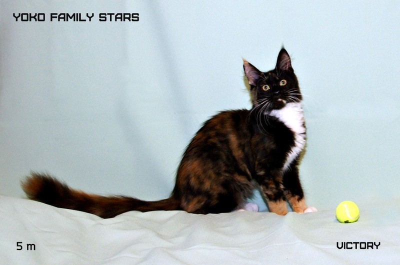 Yoko Family Stars, 5 мес., VICTORY