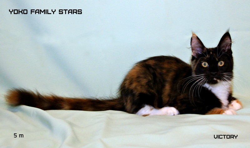 Yoko Family Stars, 5 мес., VICTORY