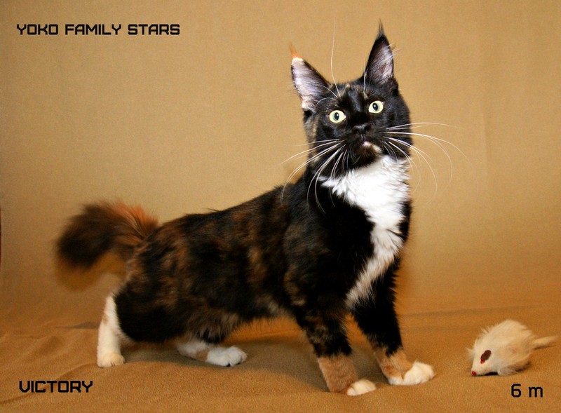 Yoko Family Stars, 6 мес., VICTORY