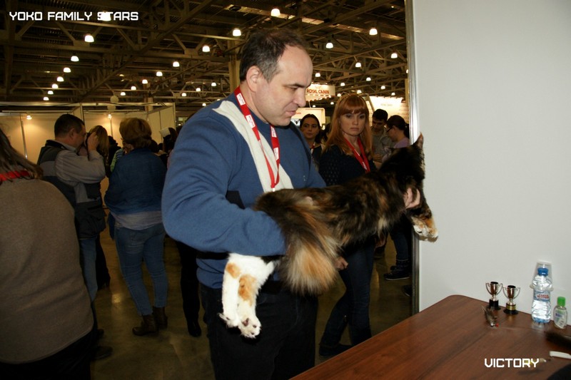 Йоко, VICTORY, Содружество-Grand Prix Royal Canin, 2014