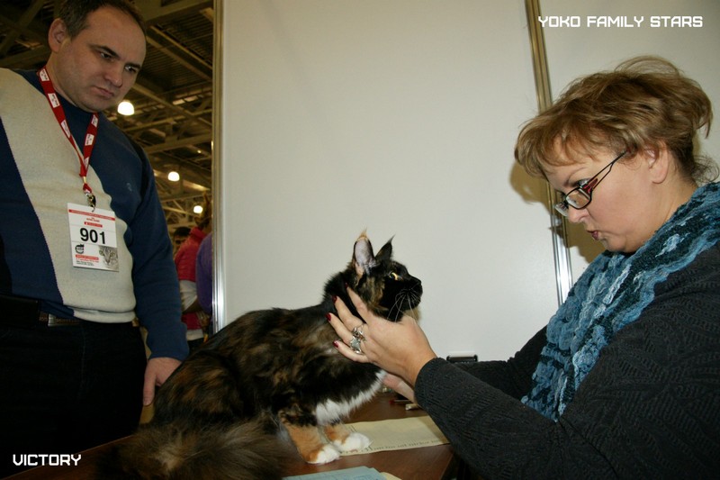 Йоко, VICTORY, Содружество-Grand Prix Royal Canin, 2014