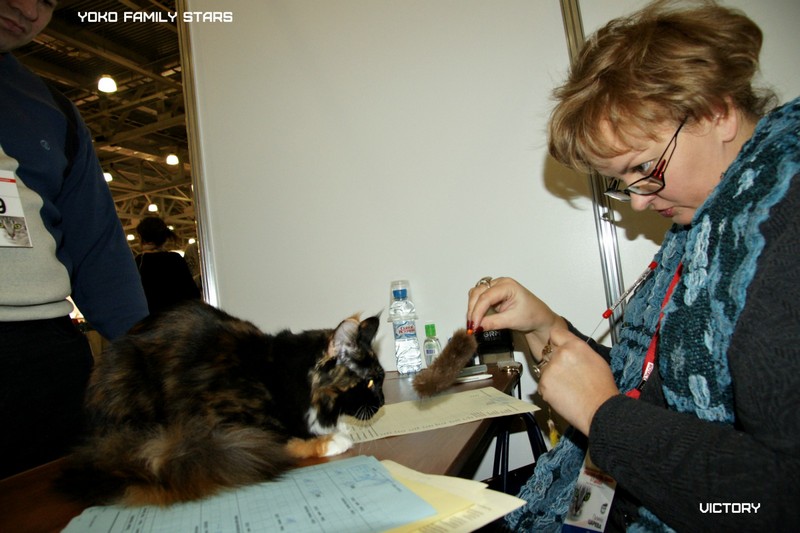 Йоко, VICTORY, Содружество-Grand Prix Royal Canin, 2014