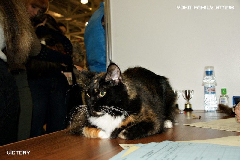 Йоко, VICTORY, Содружество-Grand Prix Royal Canin, 2014