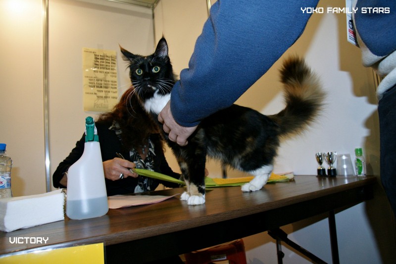 Йоко, VICTORY, Содружество-Grand Prix Royal Canin, 2014