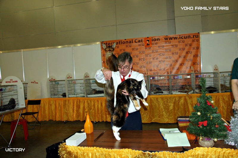 Йоко, VICTORY, Содружество-Grand Prix Royal Canin, 2014