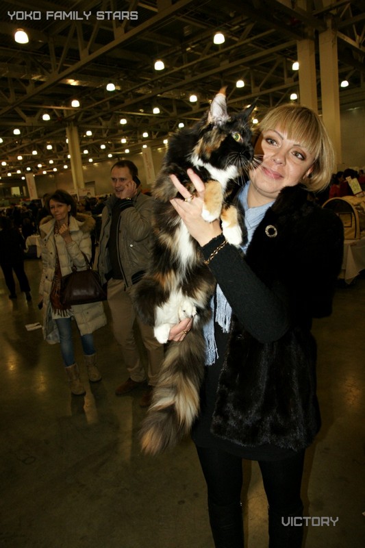 Йоко, VICTORY, Содружество-Grand Prix Royal Canin, 2014