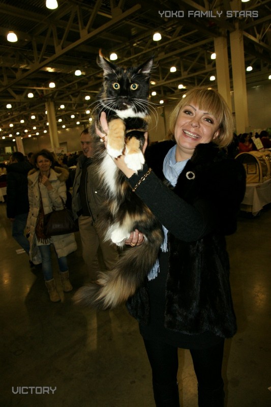 Йоко, VICTORY, Содружество-Grand Prix Royal Canin, 2014