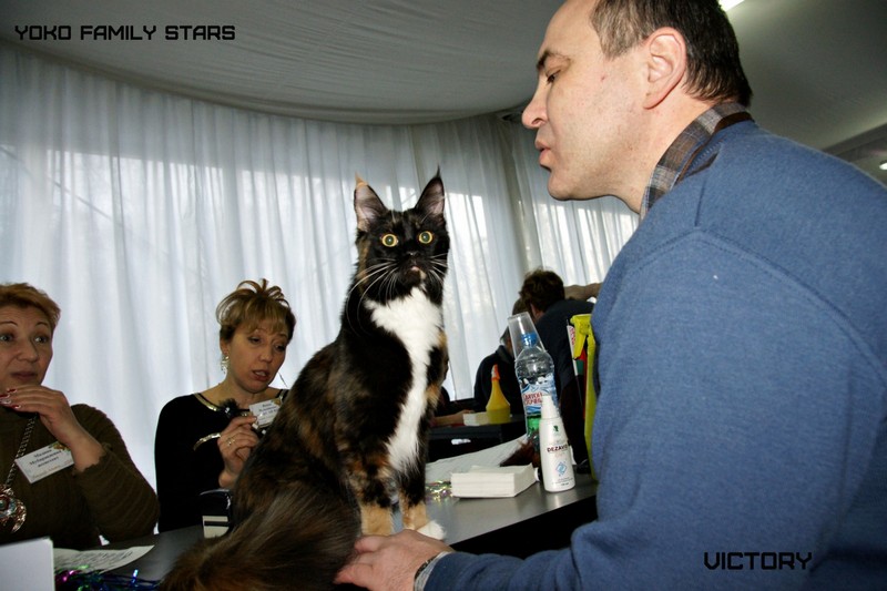 Зимний Альянс - 2015, Yoko Family Stars, VICTORY