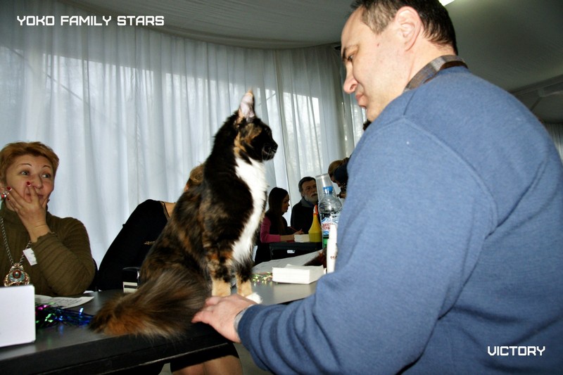 Зимний Альянс - 2015, Yoko Family Stars, VICTORY