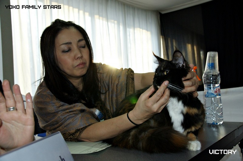 Зимний Альянс - 2015, Yoko Family Stars, VICTORY