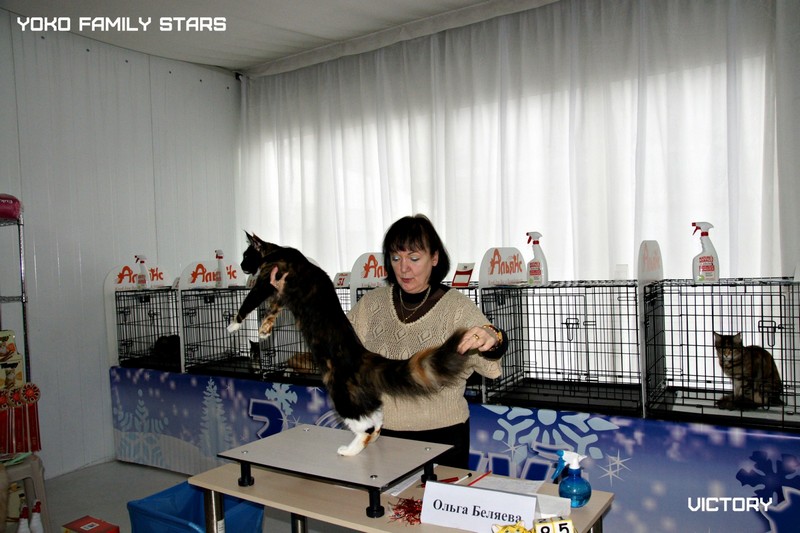 Yoko Family Stars, Зимний Гла-Мурр -2015, VICTORY