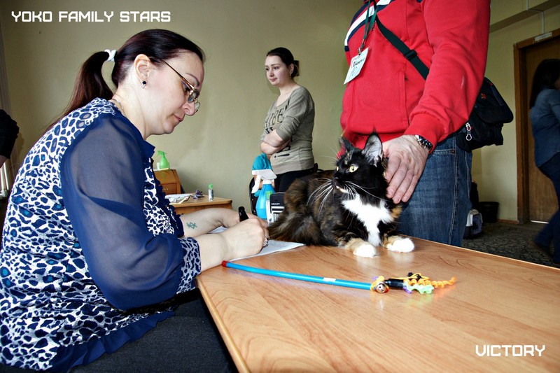 Yoko Family Stars, Victory, Тверь, 2015