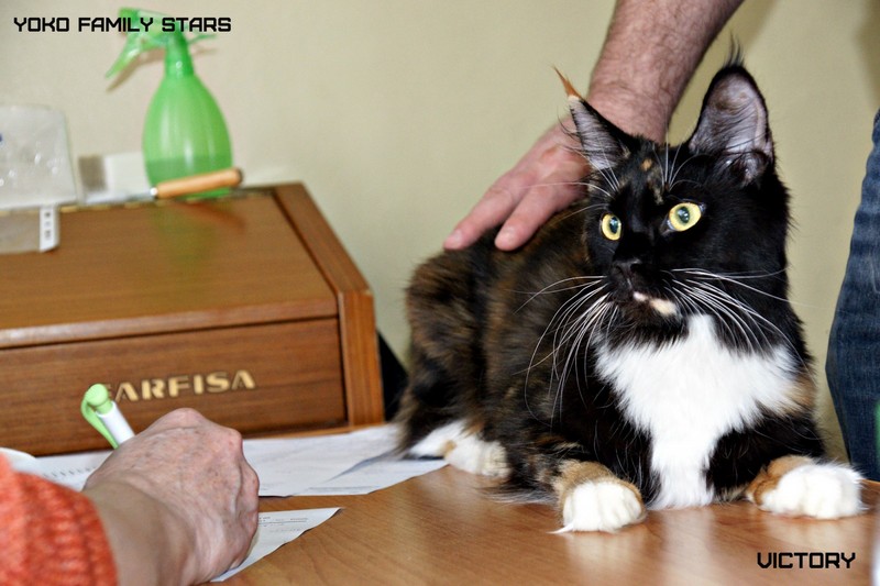 Yoko Family Stars, Victory, Тверь, 2015