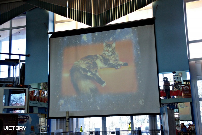 Космокот, Серпухов, VICTORY, 11-12 апреля, 2015