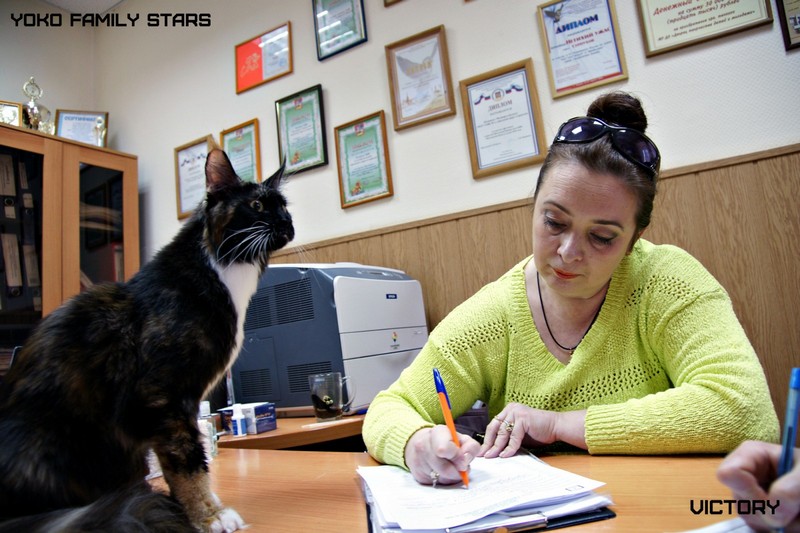 Космокот, Серпухов, VICTORY, 11-12 апреля, 2015