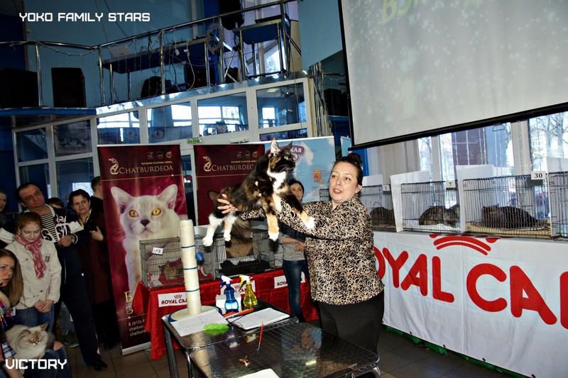 Космокот, Серпухов, VICTORY, 11-12 апреля, 2015