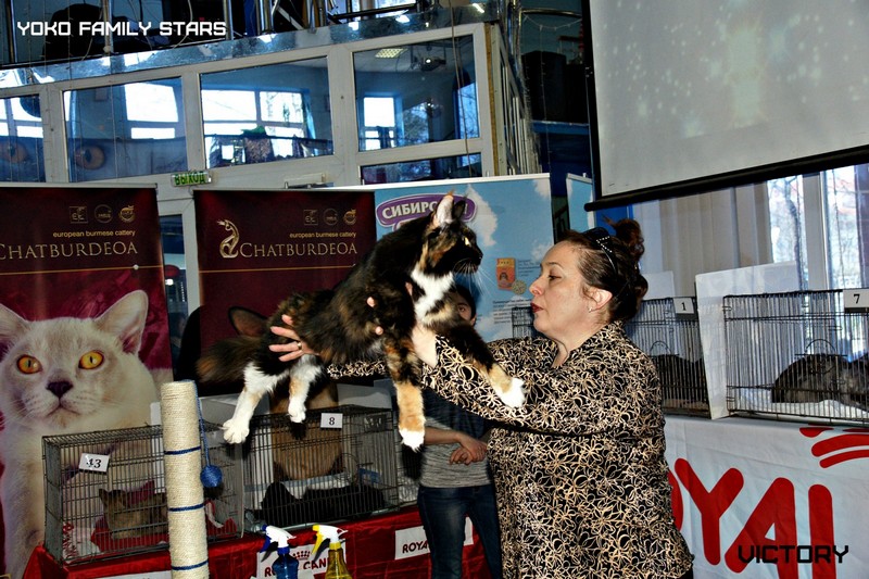 Космокот, Серпухов, VICTORY, 11-12 апреля, 2015