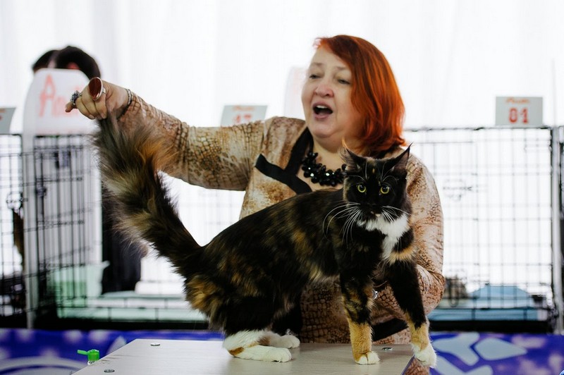 Yoko Family Stars, Альянс, VICTORY