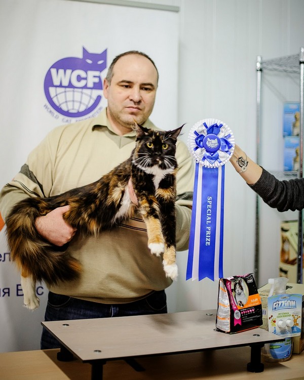 Yoko Family Stars, Альянс, VICTORY