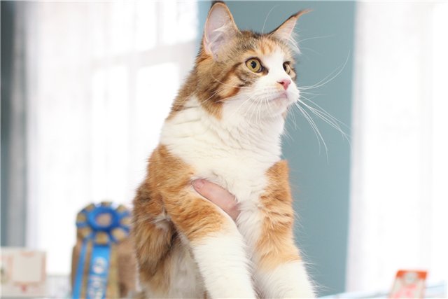 Gloriasterra Roxolana, Иваново, VICTORY